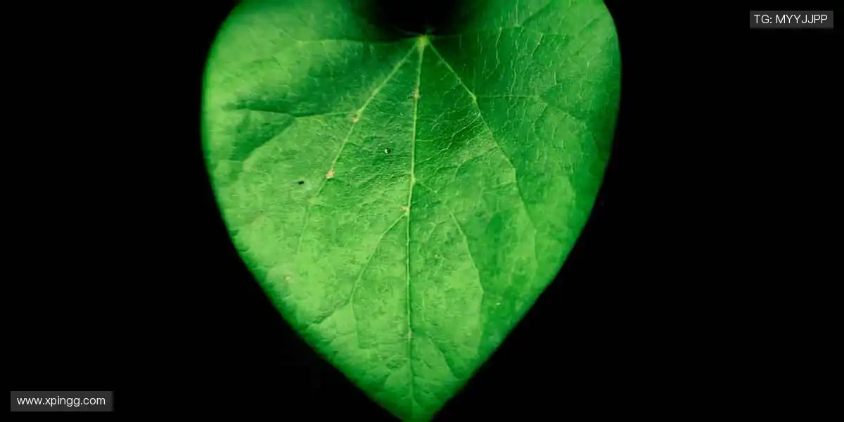 「万人呐喊，千场对决 —— 顶级赛事尽在指尖掌控！⚽立即购票，抢占黄金席位！」